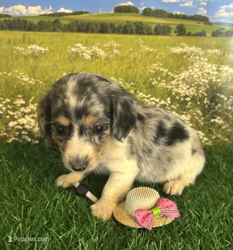 Longhaired and tiny A – Miniature Dachshund puppy for sale in Pueblo, CO