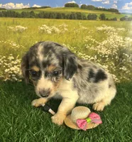 Longhaired and tiny A, a female Miniature Dachshund for sale in Pueblo, CO – 1 of 2