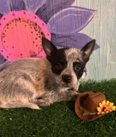 Mini Maverick, a male Australian Cattle Dog for sale in Pueblo, CO – 2 of 2