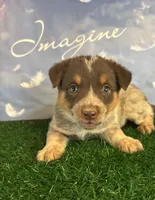 Greenie, a male Australian Cattle Dog for sale in Pueblo, CO – 3 of 5