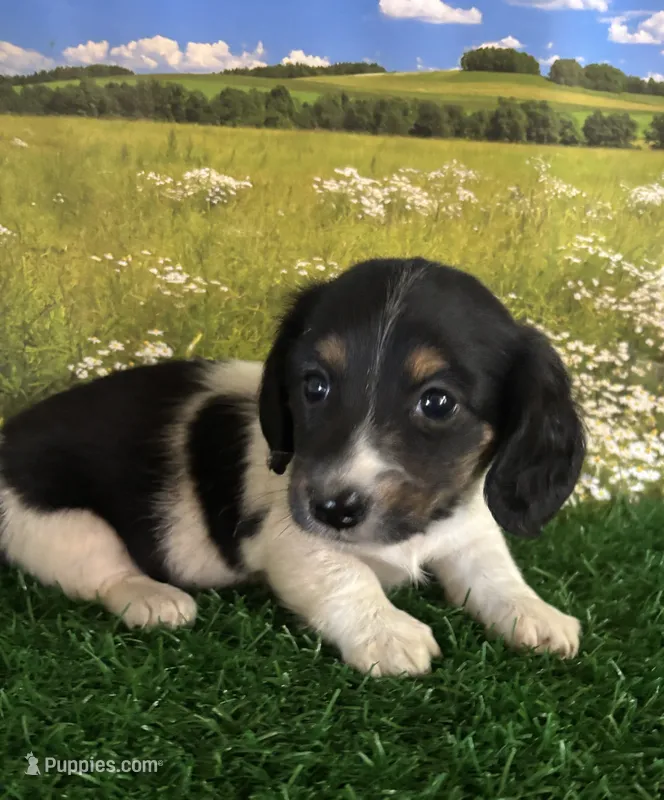 Longhaired and tiny Spot – Miniature Dachshund puppy for sale in Pueblo, CO