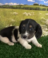 Longhaired and tiny Spot, a male Miniature Dachshund for sale in Pueblo, CO – 1 of 3