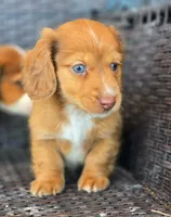 Harry- longhaired!, a male Miniature Dachshund for sale in Pueblo, CO – Photo 2 of 3