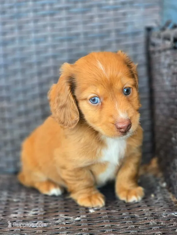 Harry- longhaired!, a male Miniature Dachshund for sale in Pueblo, CO – Photo 1 of 3