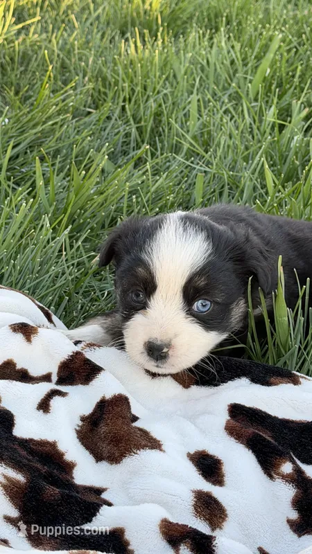 Emmie – Miniature Australian Shepherd puppy for sale in Pueblo, CO