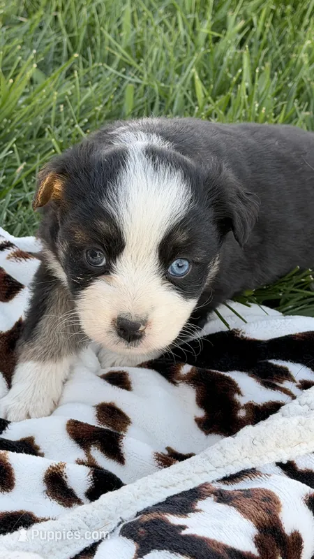 Emmie – Miniature Australian Shepherd puppy for sale in Pueblo, CO