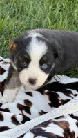 Emmie, a female Miniature Australian Shepherd for sale in Pueblo, CO – Photo 2 of 4