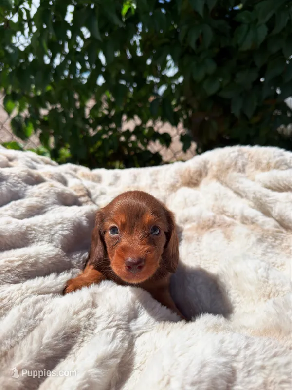 Rusty – Miniature Dachshund puppy for sale in Pueblo, CO