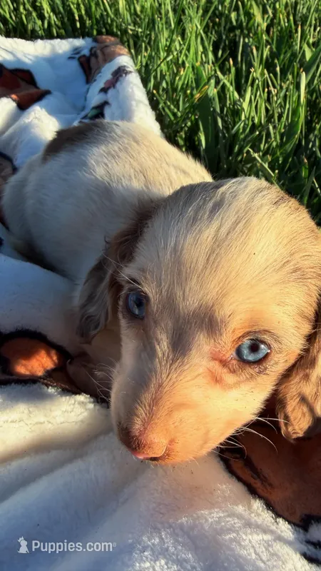 Lilac – Miniature Dachshund puppy for sale in Pueblo, CO