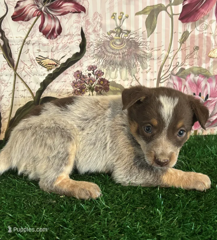 Grey – Australian Cattle Dog puppy for sale in Pueblo, CO