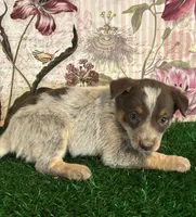 Grey, a female Australian Cattle Dog for sale in Pueblo, CO – 1 of 4