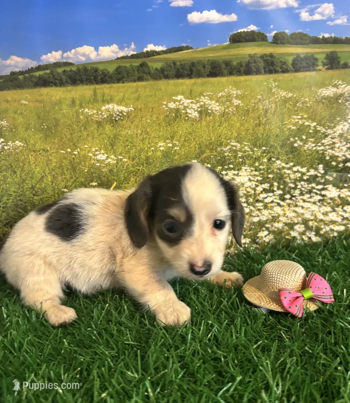 Longhaired and tiny B – Miniature Dachshund puppy for sale in Pueblo, CO