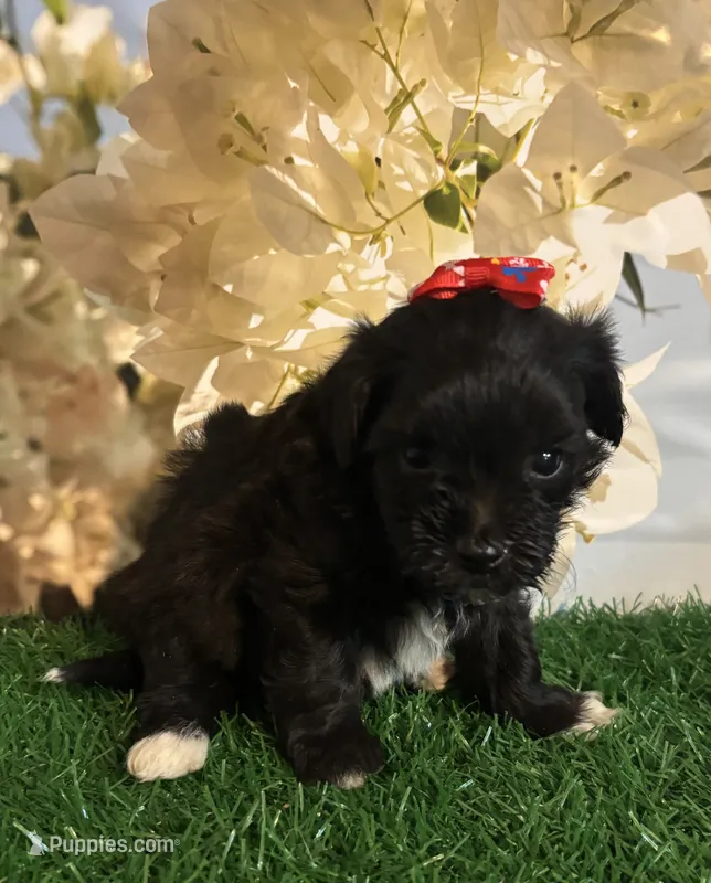 TINY Bristol – Maltipoo puppy for sale in Pueblo, CO
