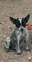 Mini Max, a male Australian Cattle Dog for sale in Pueblo, CO – 1 of 3