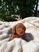Rusty, a male Miniature Dachshund for sale in Pueblo, CO – 2 of 3