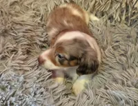 Longhaired Larry, a male Miniature Dachshund for sale in Pueblo, CO – 2 of 5