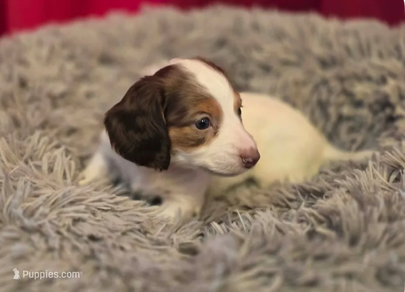 Longhaired George  – Miniature Dachshund puppy for sale in Pueblo, CO
