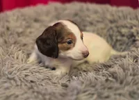 Longhaired George , a male Miniature Dachshund for sale in Pueblo, CO – 2 of 3