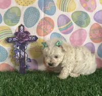 Jeffrey, a male Maltese for sale in Pueblo, CO – Photo 3 of 4