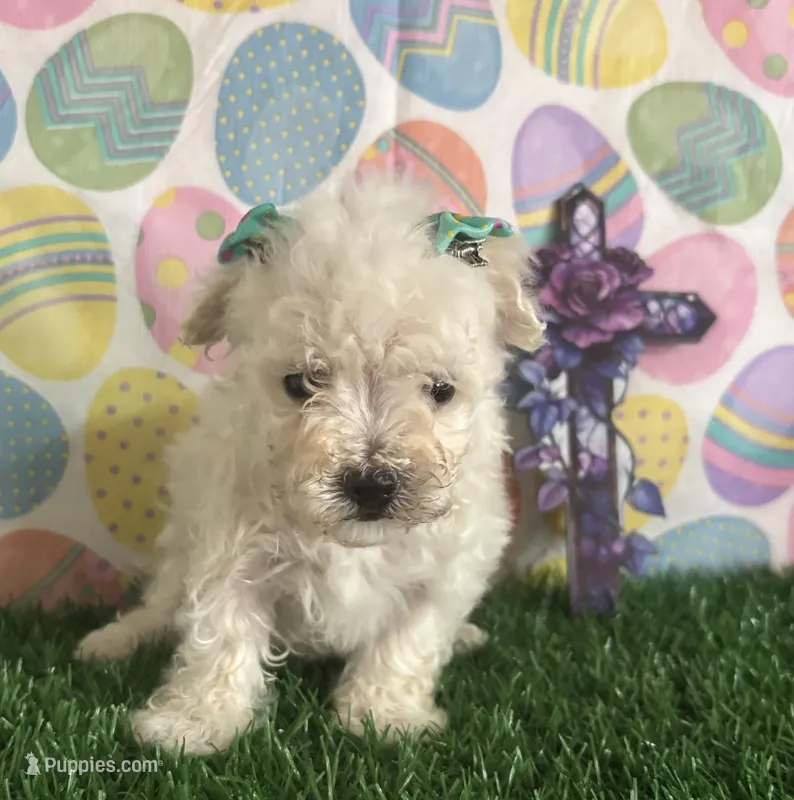 Jeffrey – Maltese puppy for sale in Pueblo, CO