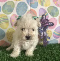Jeffrey, a male Maltese for sale in Pueblo, CO – Photo 1 of 4