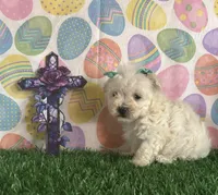 Jeffrey, a male Maltese for sale in Pueblo, CO – Photo 2 of 4