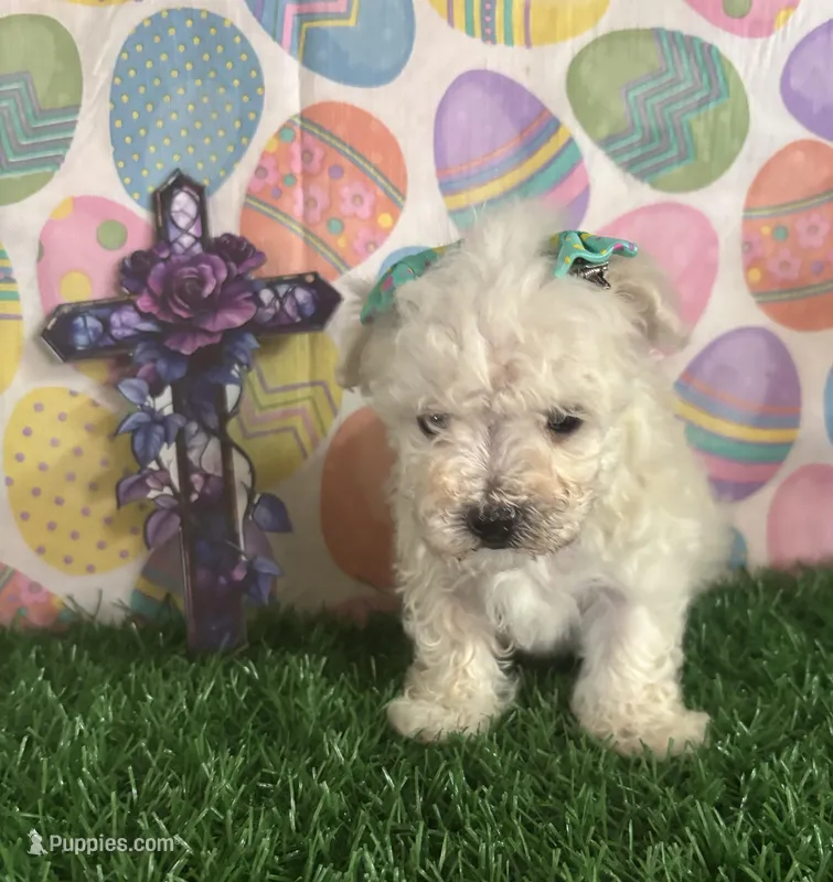 TINY TOMMY – Maltipoo puppy for sale in Pueblo, CO