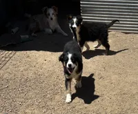 Emmie, a female Miniature Australian Shepherd for sale in Pueblo, CO – 3 of 4