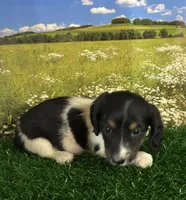 Longhaired and tiny Spot, a male Miniature Dachshund for sale in Pueblo, CO – 2 of 3
