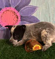 Mini Max, a male Australian Cattle Dog for sale in Pueblo, CO – 2 of 2