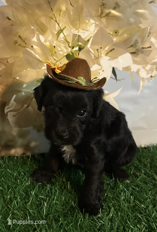 TINY Abbey  – Maltipoo puppy for sale in Pueblo, CO