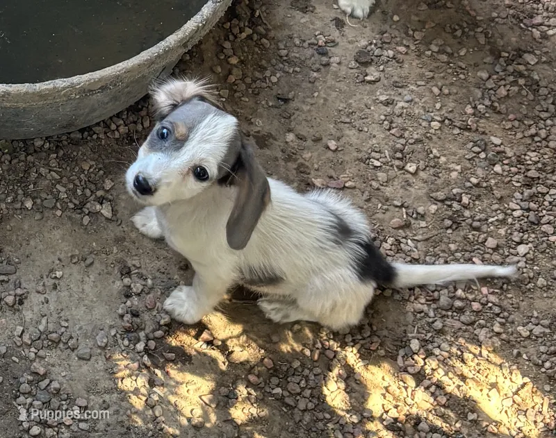 Longhaired and tiny B – Miniature Dachshund puppy for sale in Pueblo, CO