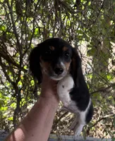 Splash LH, a male Miniature Dachshund for sale in Pueblo, CO – 1 of 3