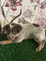 Red, a female Australian Cattle Dog for sale in Pueblo, CO – 2 of 4