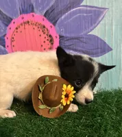 Mini Marty, a male Australian Cattle Dog for sale in Pueblo, CO – 2 of 2