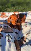 Blueberry, a male Miniature Dachshund for sale in Pueblo, CO – Photo 2 of 3