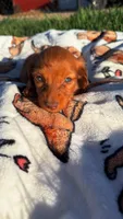 Blueberry, a male Miniature Dachshund for sale in Pueblo, CO – Photo 1 of 3