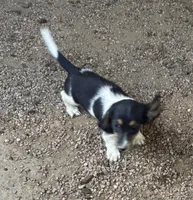 LH Tiny Splash, a male Miniature Dachshund for sale in Pueblo, CO – 2 of 3