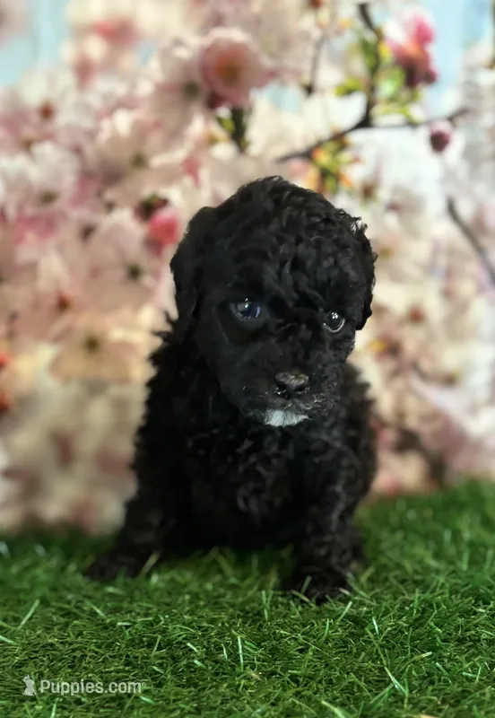 Fooey – Poodle - Toy  puppy for sale in Pueblo, CO