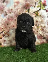 Fooey, a male Poodle - Toy  for sale in Pueblo, CO – Photo 3 of 3