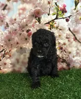 Fooey, a male Poodle - Toy  for sale in Pueblo, CO – Photo 2 of 3