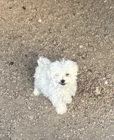 TEACUP TOMMY, a male Poodle - Toy  for sale in Pueblo, CO – 1 of 2