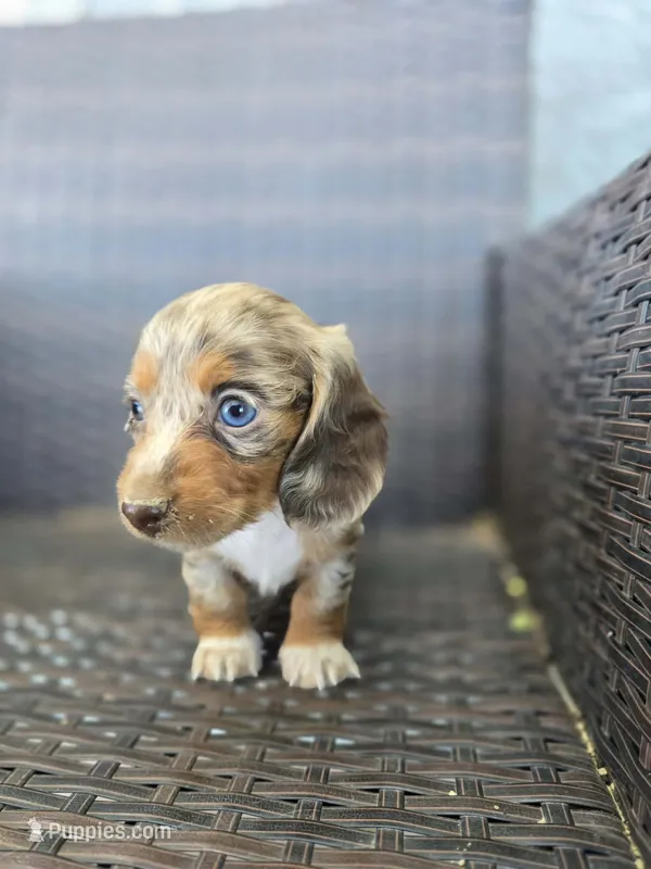 Sky blue longhair – Miniature Dachshund puppy for sale in Pueblo, CO