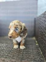 Sky blue longhair, a female Miniature Dachshund for sale in Pueblo, CO – 1 of 6
