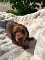 Willie, a male Miniature Dachshund for sale in Pueblo, CO – 3 of 3