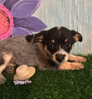 Mini Molly , a female Australian Cattle Dog for sale in Pueblo, CO – 2 of 2