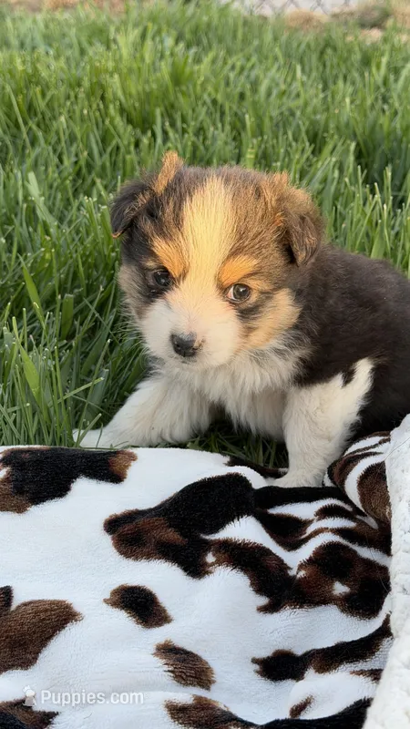 Lottie – Miniature Australian Shepherd puppy for sale in Pueblo, CO