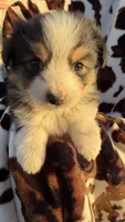 Lottie, a female Miniature Australian Shepherd for sale in Pueblo, CO – Photo 2 of 3