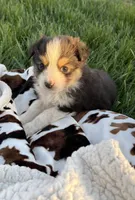 Lottie, a female Miniature Australian Shepherd for sale in Pueblo, CO – Photo 3 of 3