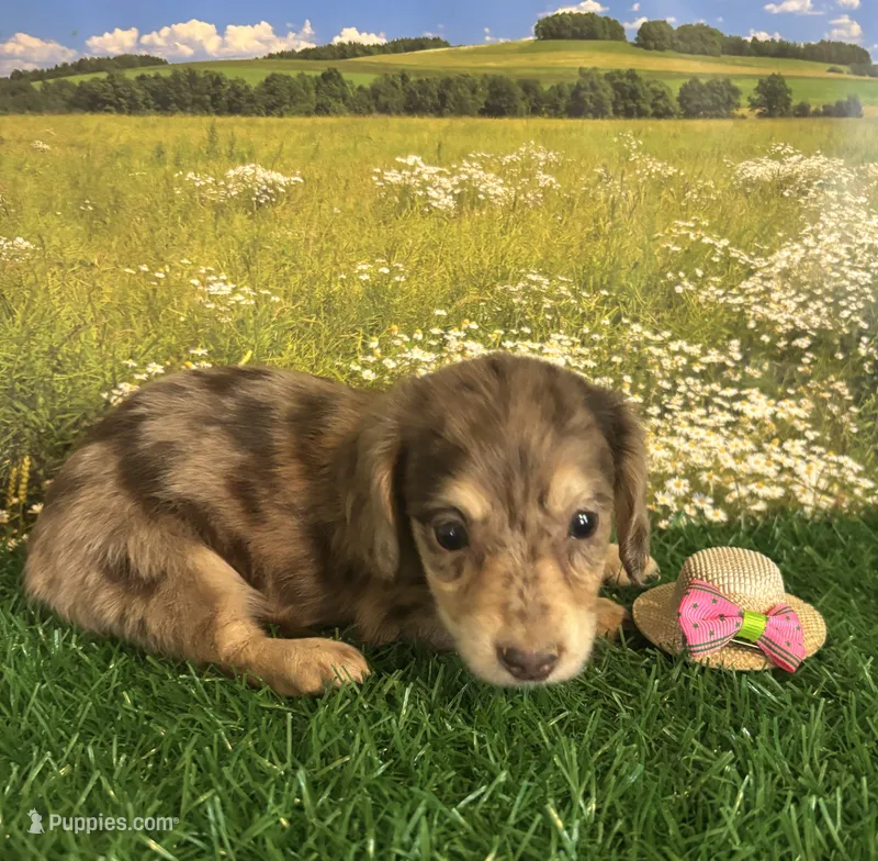Longhaired and tiny C – Miniature Dachshund puppy for sale in Pueblo, CO